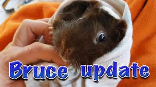 Guinea pig Cyst with Bruce and fungal line on nose [upl. by Enneles222]