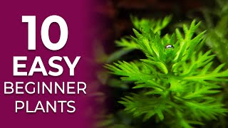 10 EASY Aquarium Plants for Beginners NO CO2 Required [upl. by Rehpretsirhc7]