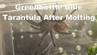 Greenbottle Blue Tarantula After Molting [upl. by Elliot]