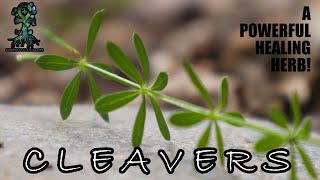 Cleavers  A POWERFUL HERB  Galium aparine  Mount Lemmon Arizona  Medicinal Benefits [upl. by Singleton]