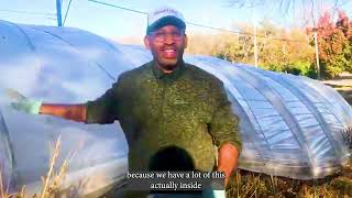 Farmer Mike talks about saving seeds from the Jamaican Callaloo plant [upl. by Iztim]