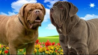 Dogue de Bordeaux VS Neapolitan Mastiff Highlights [upl. by Innor117]