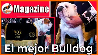 quotEl mejor Bulldog Inglés de Españaquot bulldogingles [upl. by Primrosa]