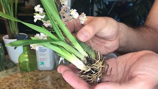 Repotting My New Oncidium Twinkle SemiHydroponics [upl. by Alderman]