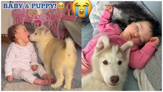 My Baby amp Husky Puppy Have Fell In Love😭💖 UNSEEN CLIPS [upl. by Doralia780]