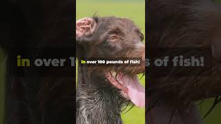 Top 5 Fun Facts About Chesapeake Bay Retrievers [upl. by Yendroc]