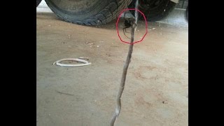 Snake Vs spider Redback traps Brown Snake in its web  Redback spider catches brown snake [upl. by Nenad278]