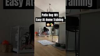 Tips and Tricks to Turn Your Dog Into a Patio Star 🌟🐕 pettraining classpet dogsathome [upl. by Yennej]