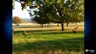 Fenton Man Chasing Dog Chasing Deer Video Goes Viral GMA Play of the Day [upl. by Frohman893]