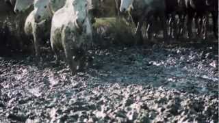 MP2013  transhumance [upl. by Ives]