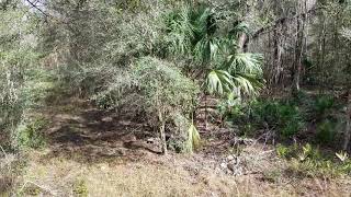 Central Florida public land WMA deer hunting Green Swamp [upl. by Airitak384]