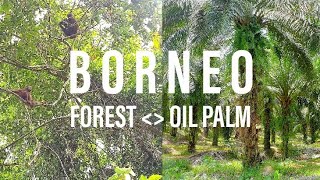 Borneo  Forest versus Oil Palm [upl. by Aimee]