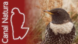 Mirlo capiblanco Turdus torquatus Ring Ouzel 4K [upl. by Chauncey]