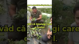 De ce mai au nevoie capsunile pentru o productie buna plante pepiniera natura horticultura bio [upl. by Tiraj138]