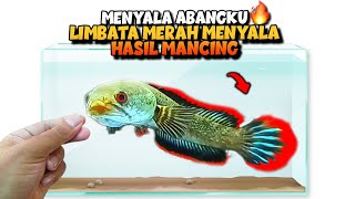 MENYALA ABANGKU 🔥 SPOT TERSEMBUNYI Ini Sarang LIMBATA Rim MERAH MENYALA [upl. by Arbma73]