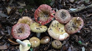 Russula olivacea [upl. by Namron]