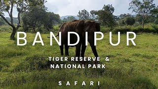 Safari in Bandipur Tiger Reserve and National Park [upl. by Neurath957]