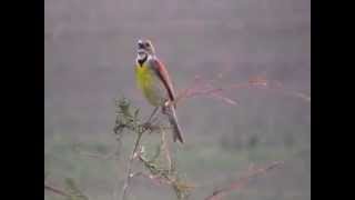 Dickcissel Singing [upl. by Lunette]