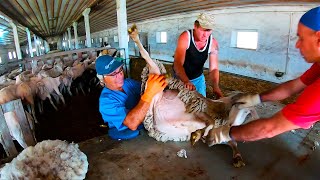 Awesome Shearing Of a Huge Overgrown Sheep  Satisfying Sheep Shearing [upl. by Okeim]