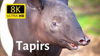 Amazing closeups of Tapirs 8K Ultra HD  South American Tapir Malayan Tapir Black Tapir [upl. by Mond]