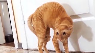 Funny Scaredy Cats Compilation  READ DESCRIPTION 👇🔥 [upl. by Varden]