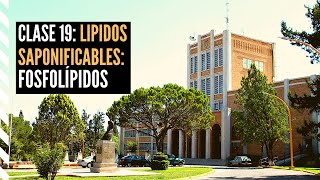 Lípidos Saponificables Fosfolípidos [upl. by Lucita]