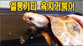 엘롱가타 거북 소개 Elongata tortoise [upl. by Fulmis323]