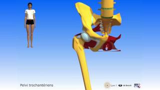 Apprendre lanatomie grâce à la 3D [upl. by Doralia443]