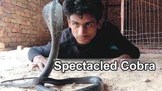 Spectacled CobraIndian Cobra Az information [upl. by Apollo452]