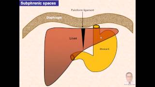 Magdy SaidAnatomy SeriesAbdomen12subphrenic spaces and paracolic guttersv1 [upl. by Ettedanreb]