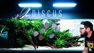 Wonderful Planted Aquarium With Discus Fish And Lots Of Green [upl. by Enailuj2]