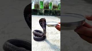 Cobra snake video l feeding a snake l wildlife video [upl. by Sklar971]