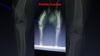 Lateral patellar luxation in dogs  Limping  Ataxia viral shorts dog tiger [upl. by Aierbma133]