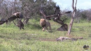 Lion vs Vultures [upl. by Barimah]