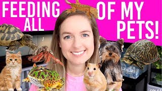 FEEDING ALL MY PETS  Daily Routine For 12 Animals [upl. by Michel]