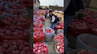 चीन वाले सेबो पर लाल रंग क्यों लगा रहे हैं 🤔 apple colour [upl. by Eolande403]