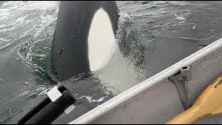 Killer Whales Target Small Rowboat [upl. by Tram512]