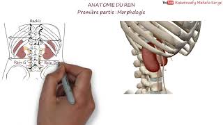 ANATOMIE DU REIN  Première partie  Morphologie [upl. by Onaivatco190]