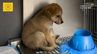 Abandoned stray puppy refuses to go outside after being taken home fearing abandonment by its owner [upl. by Nnahaid336]