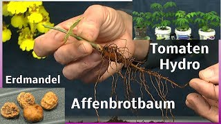 Affenbrotbaum umpflanzen  Erdmandel  Tomaten Hydroponic [upl. by Bodkin]