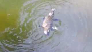 Platypus Swimming the only mammals that lay eggs [upl. by Eolc583]