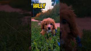 dog cavapoo puppy animals adorable щенок кавапу собака [upl. by Enois933]