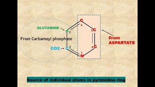 pyrimidine De novo synthesis Nucleotide  7 [upl. by Aisetra217]