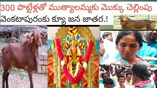 MLA Paritala Sunitha Nasanakota Muthyalamma Mokku పొట్టేళ్లుతో నసనకోట ముత్యాలమ్మ మొక్కు చెల్లింపు [upl. by Ewan]