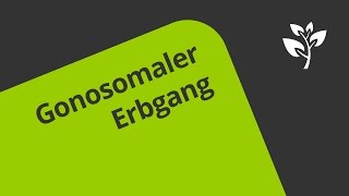 Der Gonosomale Erbgang  Biologie  Genetik [upl. by Koffman]