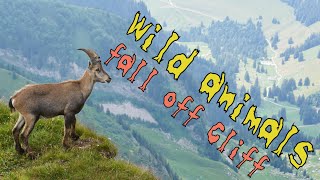 Top 10 Animals Fall Off ibex boar goat and much more [upl. by Ninon]