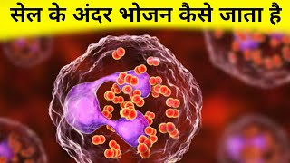 सेल के अंदर भोजन कैसे जाता हैं  cell transportation [upl. by Adiaj]