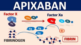 Apixaban Eliquis as blood thinner  Mechanism precautions amp interactions [upl. by Ailhad]