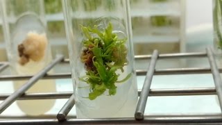 Plant Tissue Culture in 3 minutes [upl. by Shotton170]