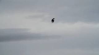 Falconry Peregrine tiercel chasing pigeon [upl. by Normandy]